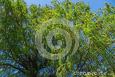 Close-up of blooming Taxodium mucronatum Taxodium Huegelii Lawson branches Stock Photo