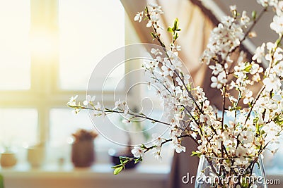 Close up blooming tree branches with white flowers in a vase with window background in sunset light. Home decor Stock Photo