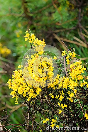 Yellow gorse bush Stock Photo