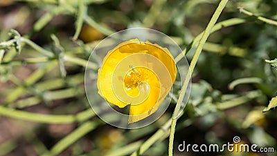 Close up of blooming yellow poppy flower. Stock Photo