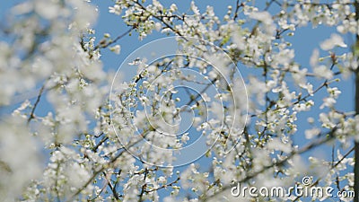 Blossom Cherry Or Apple Small White Flowers On Tree Branches. Blossoming Tree Brunch With White Flowers. Stock Photo