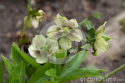 Close-up of the blossom of a christmas rose helleborus niger Stock Photo