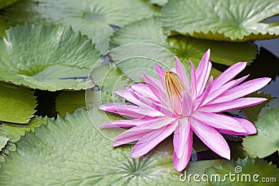 Blossom Lotus Flower Stock Photo