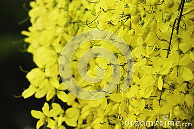 Close up blossom multiplier from thailand flowers so beautiful in park nature background Stock Photo