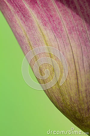 close-up of the blossom of a purple calla (zantedeschia) on gree Stock Photo
