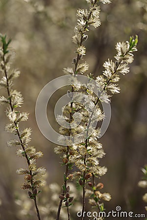 Close up blossom willow branches Stock Photo