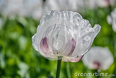 Close up of blossoming poppies flowers. Flowering Poppy-heads field Stock Photo