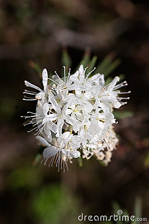 Rhododendron tomentosum flowers on swamp in summertime Stock Photo