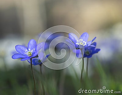 Blue anemone, anemone hepatica or hepatica nobilis in natural environment in wild forest Stock Photo