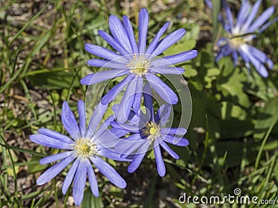 Close up blue Anemone blanda, windflower, Balkan anemone, winter windflower blooming in the grass. Small gentle delicate Stock Photo