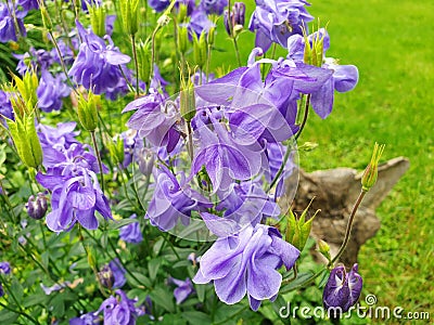 Close up of blue aquilegia flowers Stock Photo