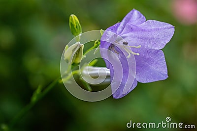 Close up of blue bellflower campanula flower with insect on the stamens Stock Photo