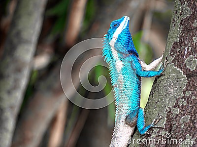 Close up blue chameleon hang on the tree Stock Photo