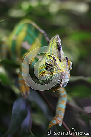 Blue chameleon posing Stock Photo