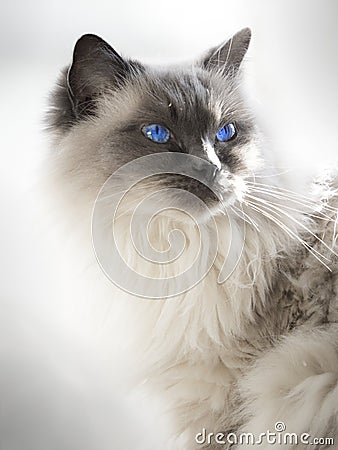 Close up of a blue colorpoint Ragdoll cat Stock Photo