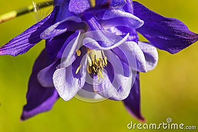 Close up of blue columbine (aquilegia) blossom growing on Aspen forest floor Stock Photo