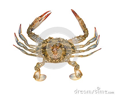 Close up of blue crab Stock Photo