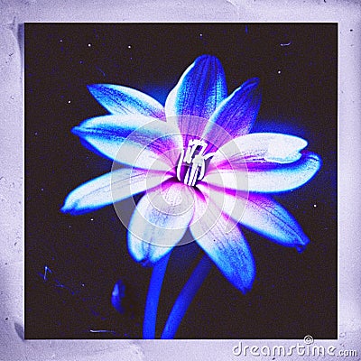 Close up of blue flower with filter effect retro vintage style and soft focus AI Generated Stock Photo