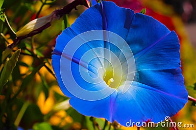 Close up Blue flower in garden Stock Photo