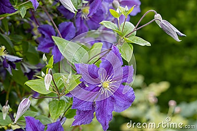 Close up of Blue flowered Clematis Wisley in summer Stock Photo