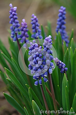 A close up of blue flowers of Armenian grape hyacinth Muscari armeniacum Stock Photo