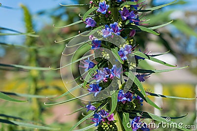 Close up of blue flowers of Liatris Spicata or Dense Blazing Star plant Stock Photo