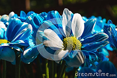 Close up blue Flowers. Nature background. Chrysanthemums bouquet. Mother`s and Womens Day. Stock Photo
