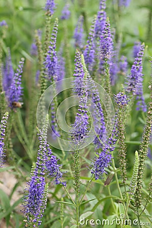 Close-up of blue flowers of Veronica spicata Stock Photo