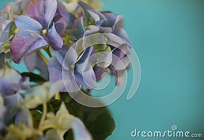 Close-up of a blue hydrangea plant Stock Photo