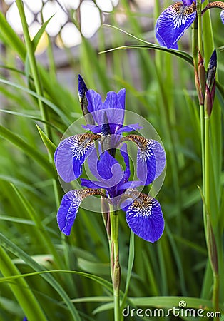 Purple blue irises flowering plants. Stock Photo