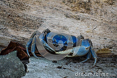 Close up on the blue land crabs in Colombia live in burrows, and eat primarily leaves and other vegetation. Stock Photo