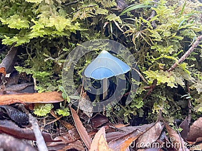 Close up of a blue pinkgill mushroom, New Zealand Stock Photo