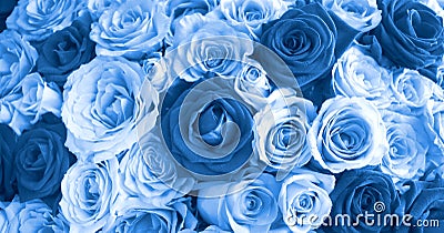 Close up blue roses background, blooming flower concept Stock Photo