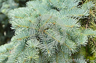 Close up on blue spruce branches. Stock Photo
