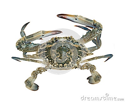 Close up of blue swimmer crab Stock Photo