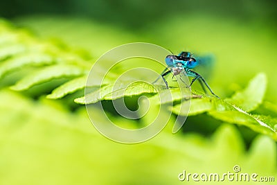 Close up of a Blue-tailed Damselfly infuscans Ischnura elegans eating a bug Stock Photo