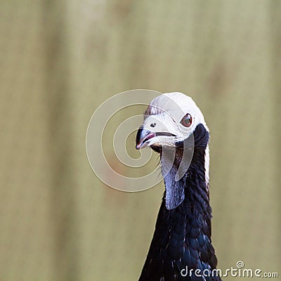 Pipile Cumanensis South American black bird with white head and brown eyes Stock Photo