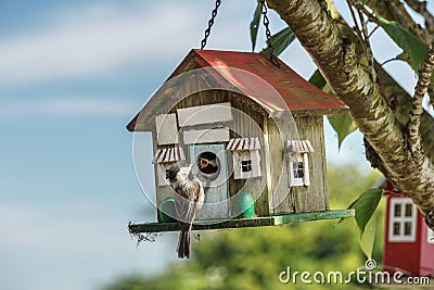Close-up of a blue titmouse at a birdhouse Stock Photo