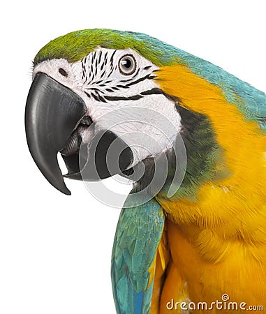 Close-up of Blue-and-Yellow Macaw, Ara ararauna Stock Photo