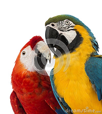 Close-up of a Blue-and-yellow Macaw, Ara ararauna, 30 years old, and Green-winged Macaw, Ara chloropterus, 1 year old Stock Photo