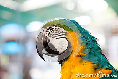 close up of blue-and-yellow macaw (Ara ararauna) Stock Photo