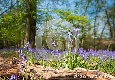 Close up of bluebell flower amidst carpet of wild bluebells, photographed at Pear Wood in Stanmore, Middlesex, UK Stock Photo