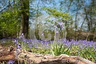 Close up of bluebell flower in wood of wild bluebells, photographed at Pear Wood next to Stanmore Country Park in Stanmore, UK Stock Photo