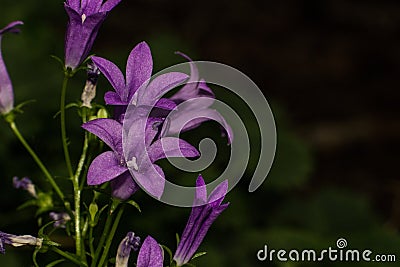 Close up of bluebells in the garden Stock Photo