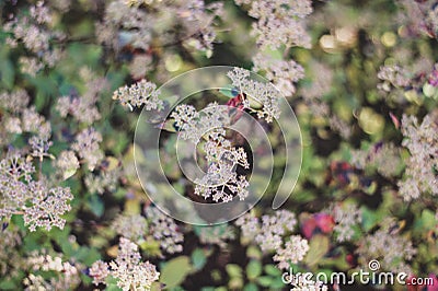 Close up blurred image of hoya memoria flowers Stock Photo