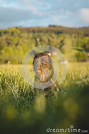 Close-up of a Bohemian wirehaired pointing griffon dog sitting in a field and you can see the joy and excitement of the movement Stock Photo