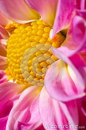 A close up bold flower in bright colours showing the golden ratio spiral Stock Photo
