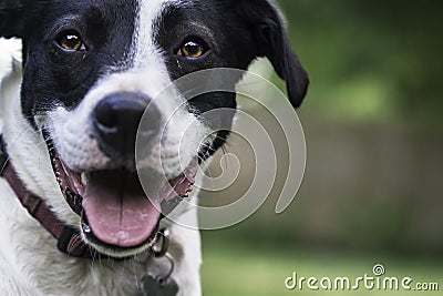 Close up of Border Collie crossbred with negative space Stock Photo