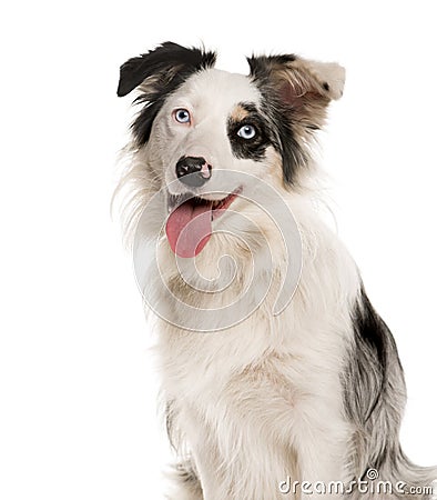 Close-up of a Border Collie with heterochromia Stock Photo