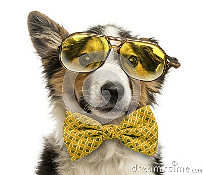 Close-up of a Border collie with old fashioned glasses Stock Photo